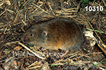 Microtus pinetorum, Woodland Vole